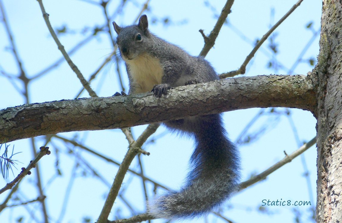 Western Grey Squirrel looking down from a branch