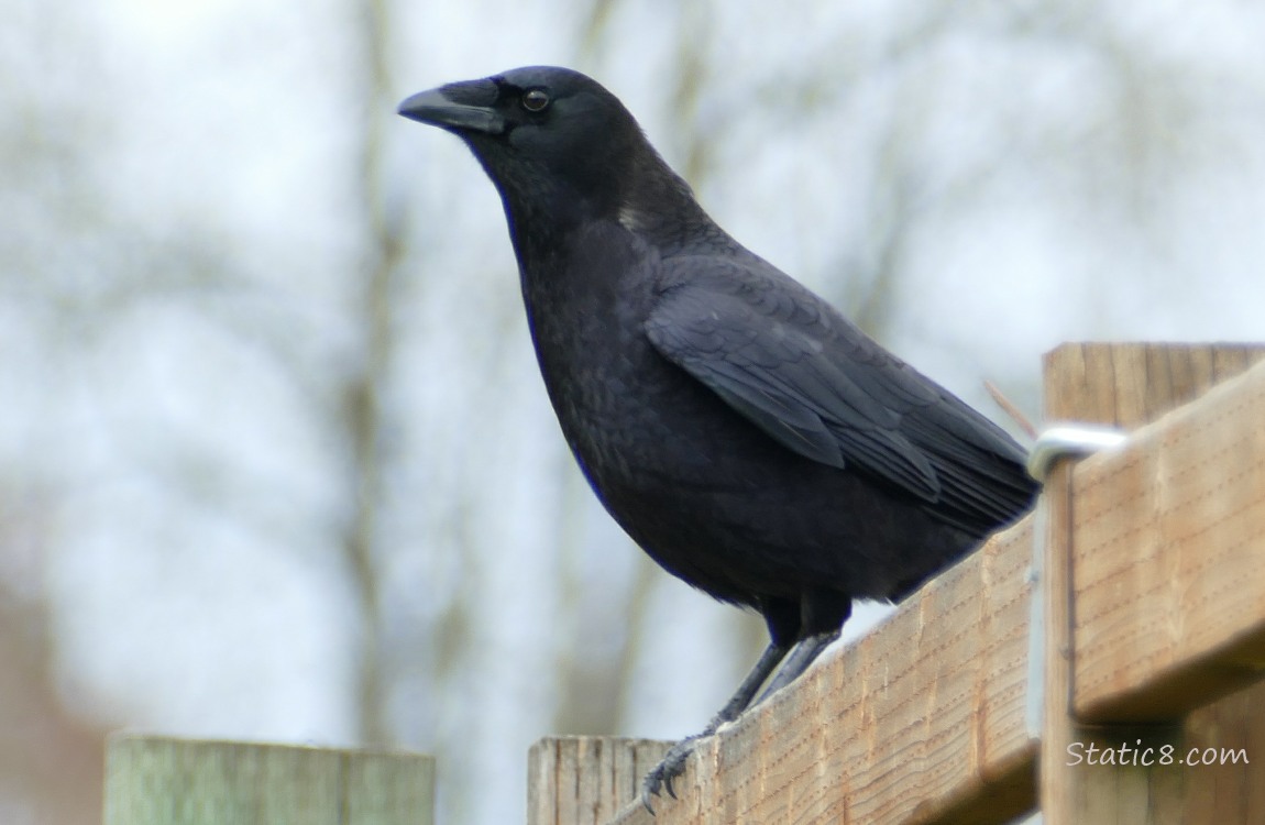 American Crow standing on a wood fence