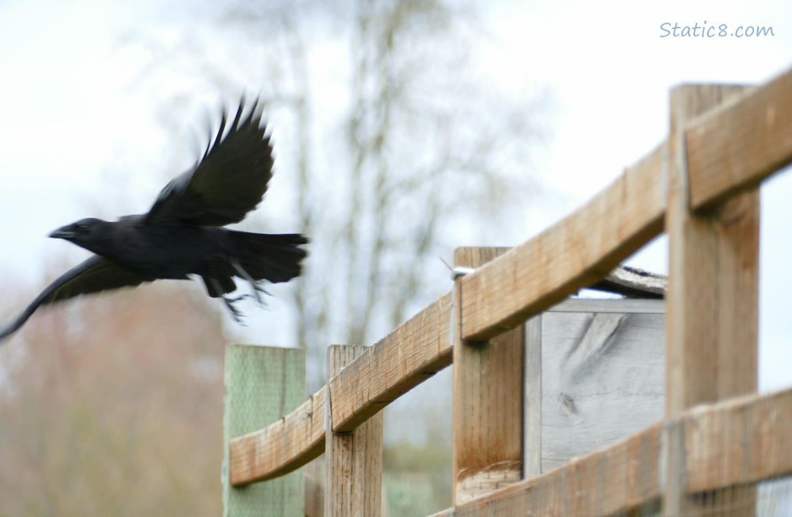 American Crow flying away from the wood fence