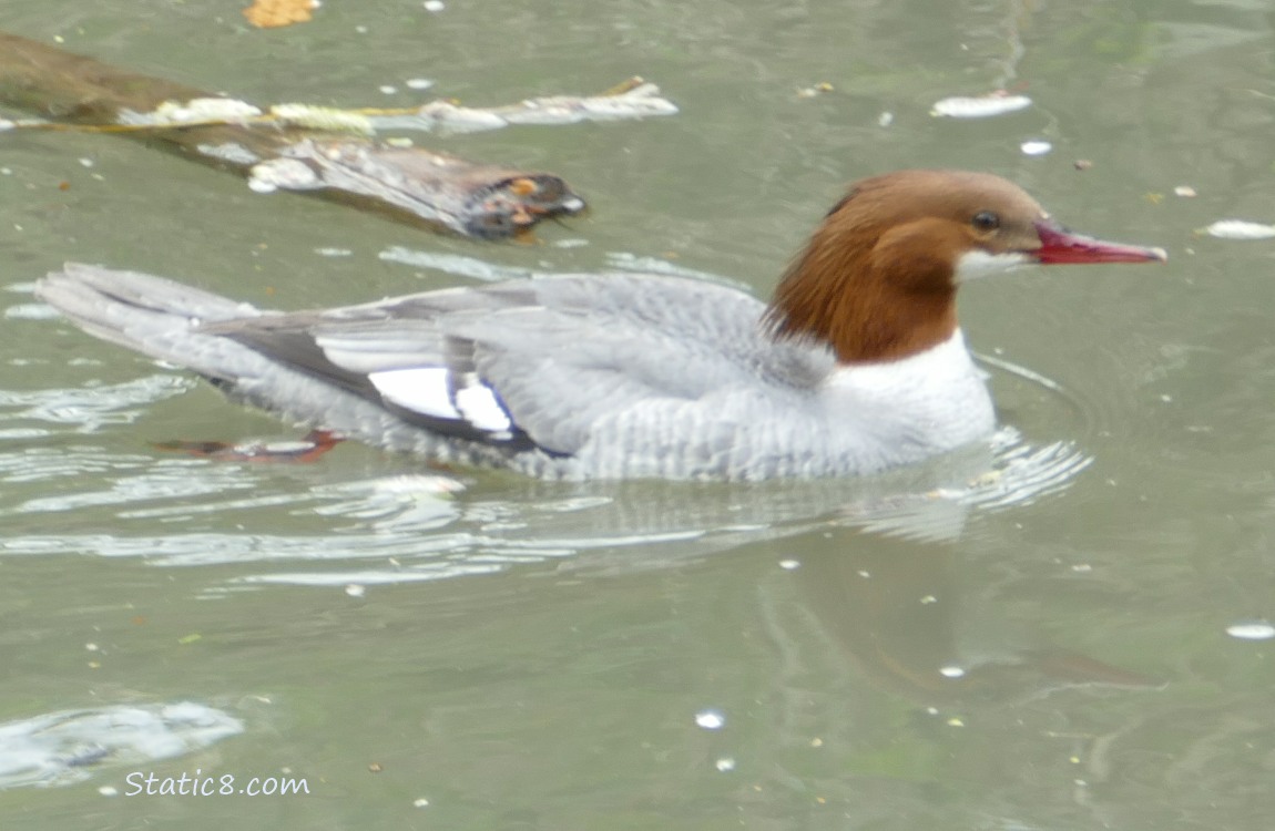 Female Common Merganser paddling on the water