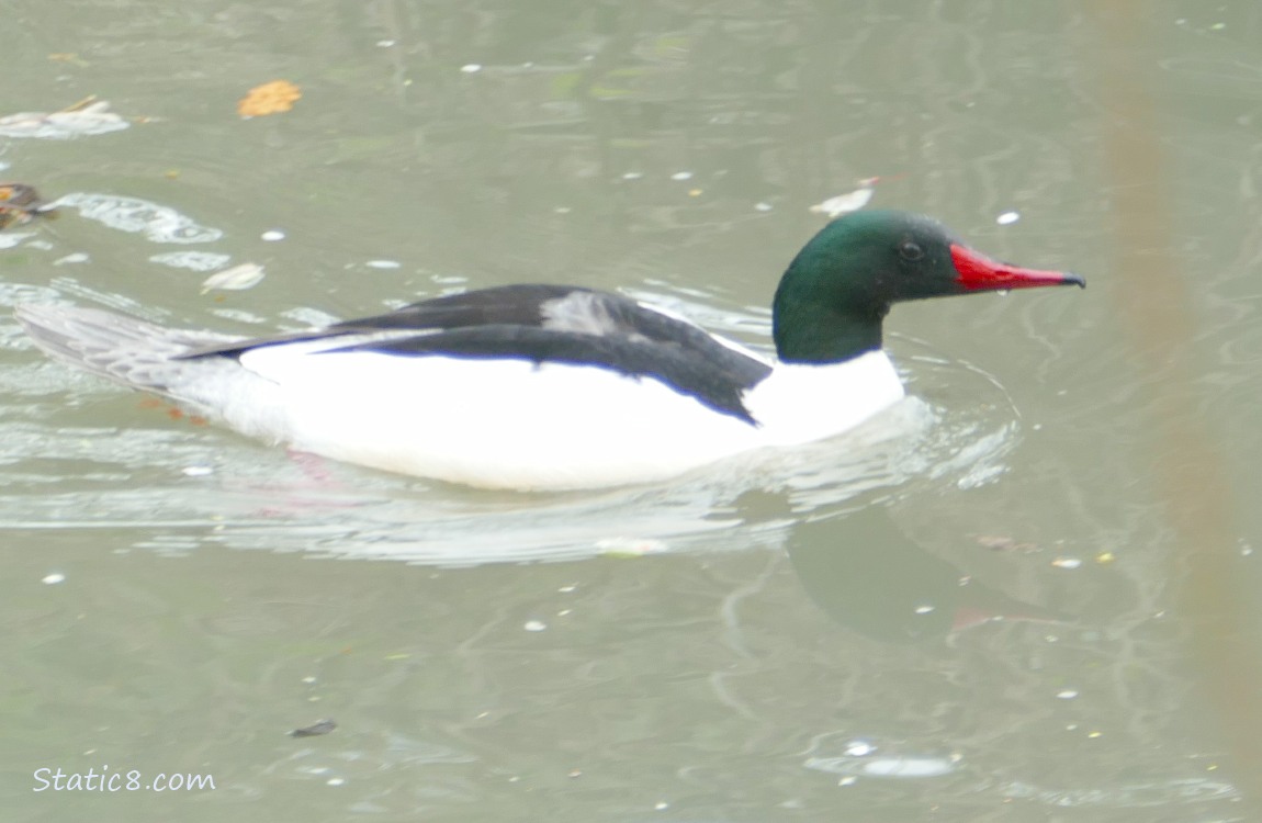 Male Common Merganser paddling on the water