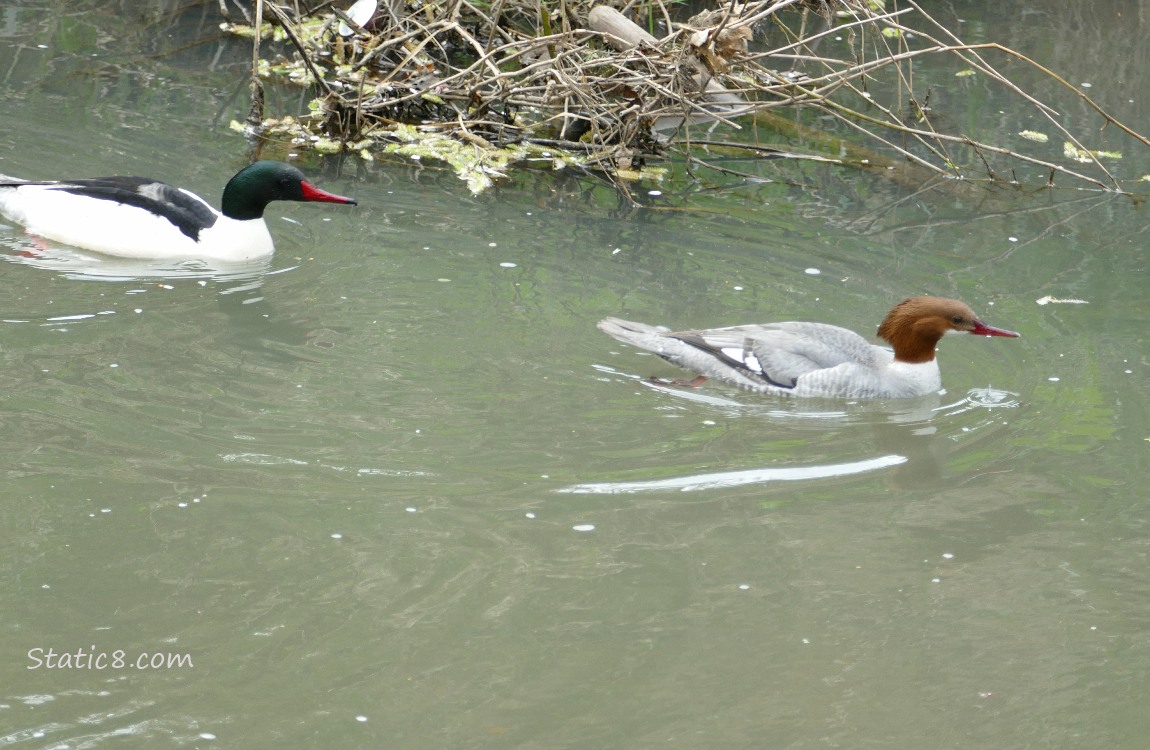 Pair of Common Mergansers paddling on the water