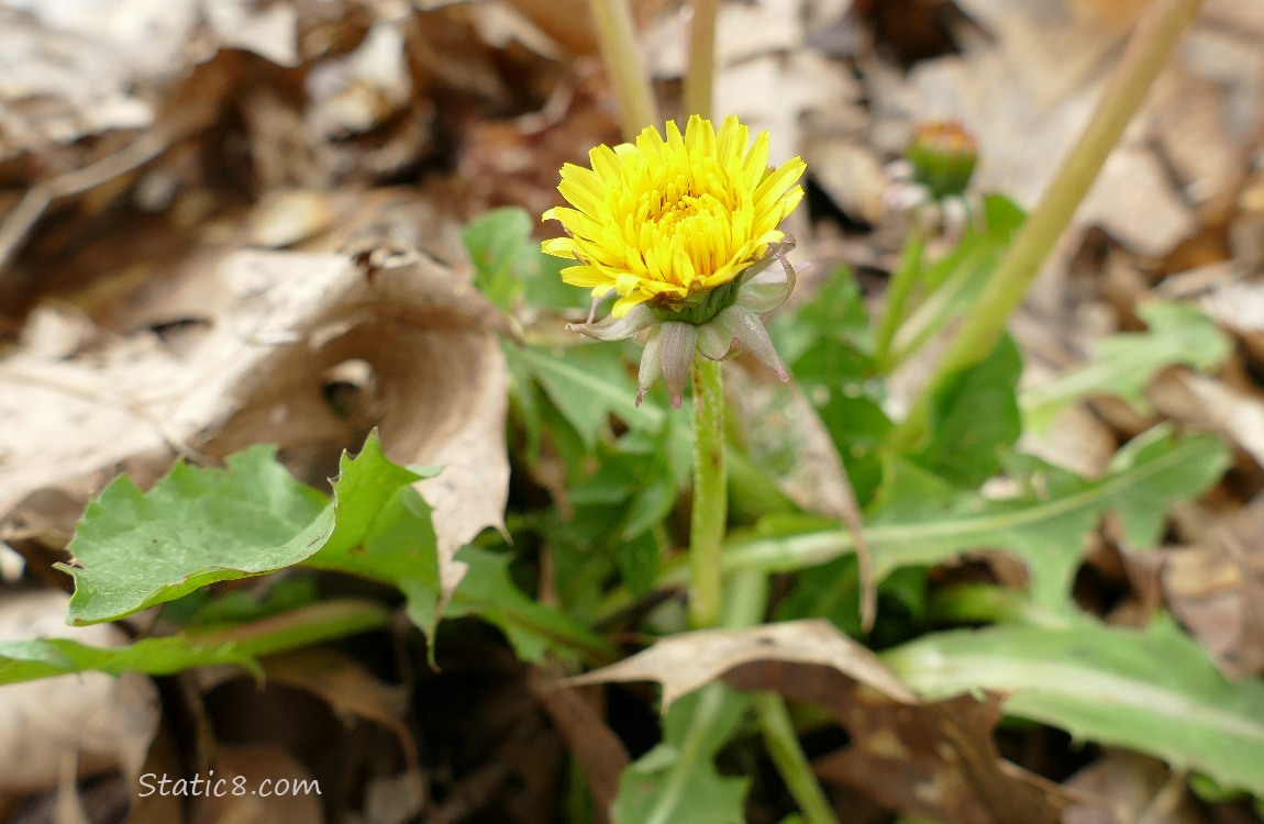 Dandelion blooming in the leaf mulch