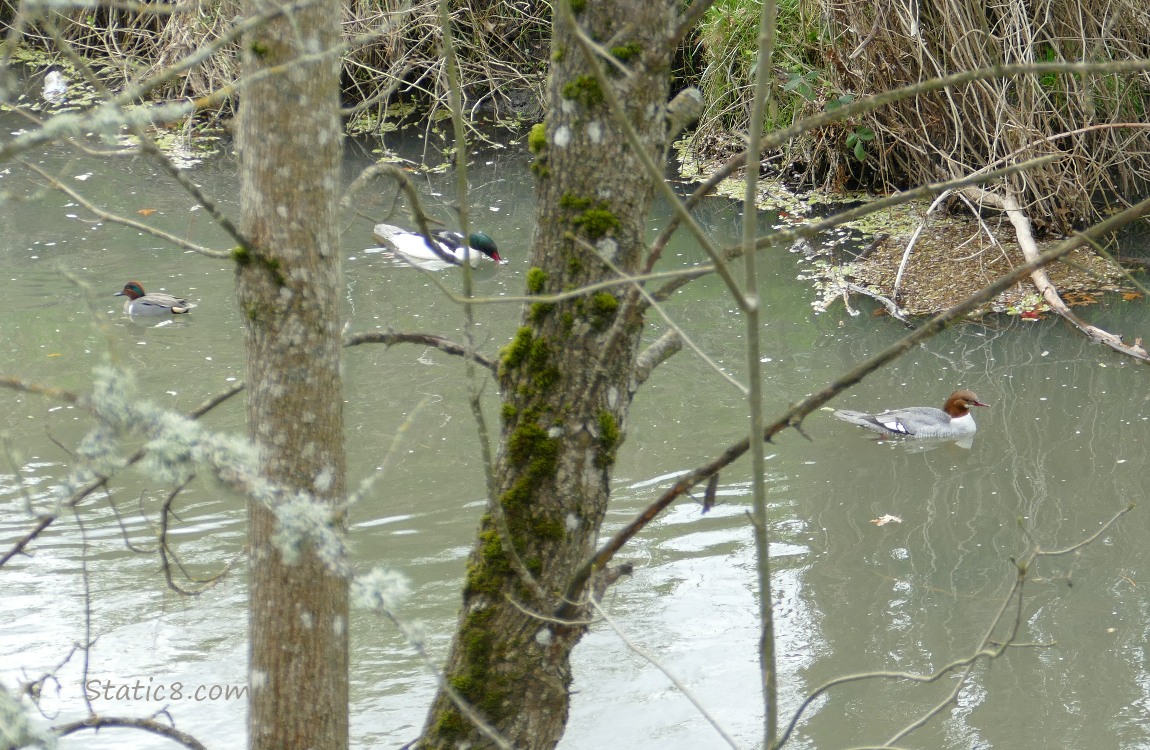 Ducks paddling on the water behind trees