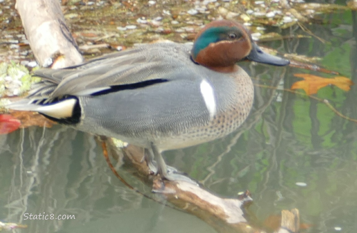 Green Wing Teal standing on a branch over the water