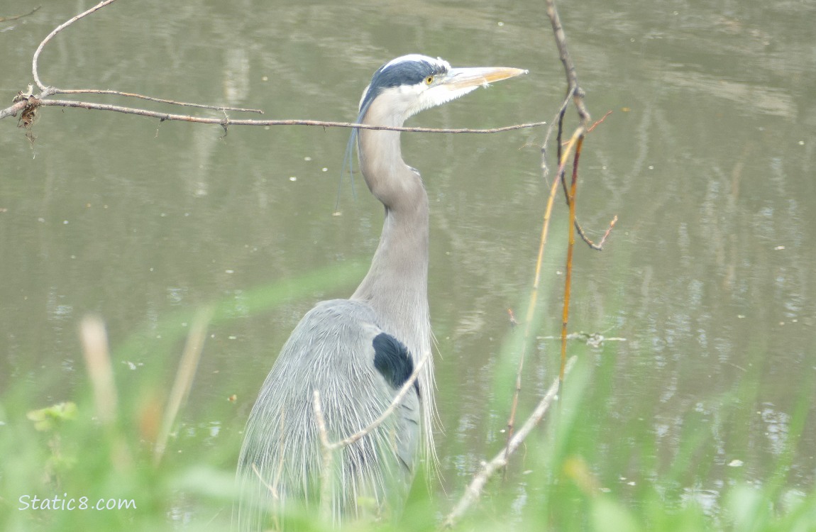 Great Blue Heron standing in the water