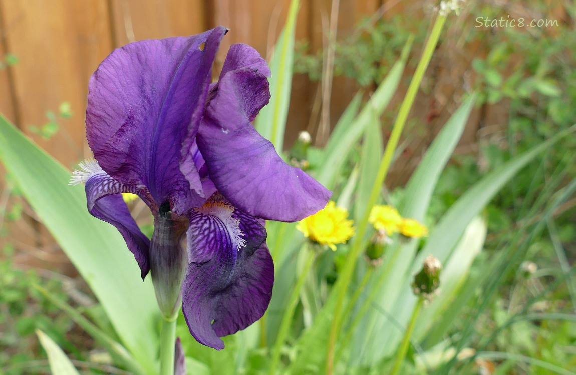 Purple Iris bloom in front of a wood fence with dandelion blooms