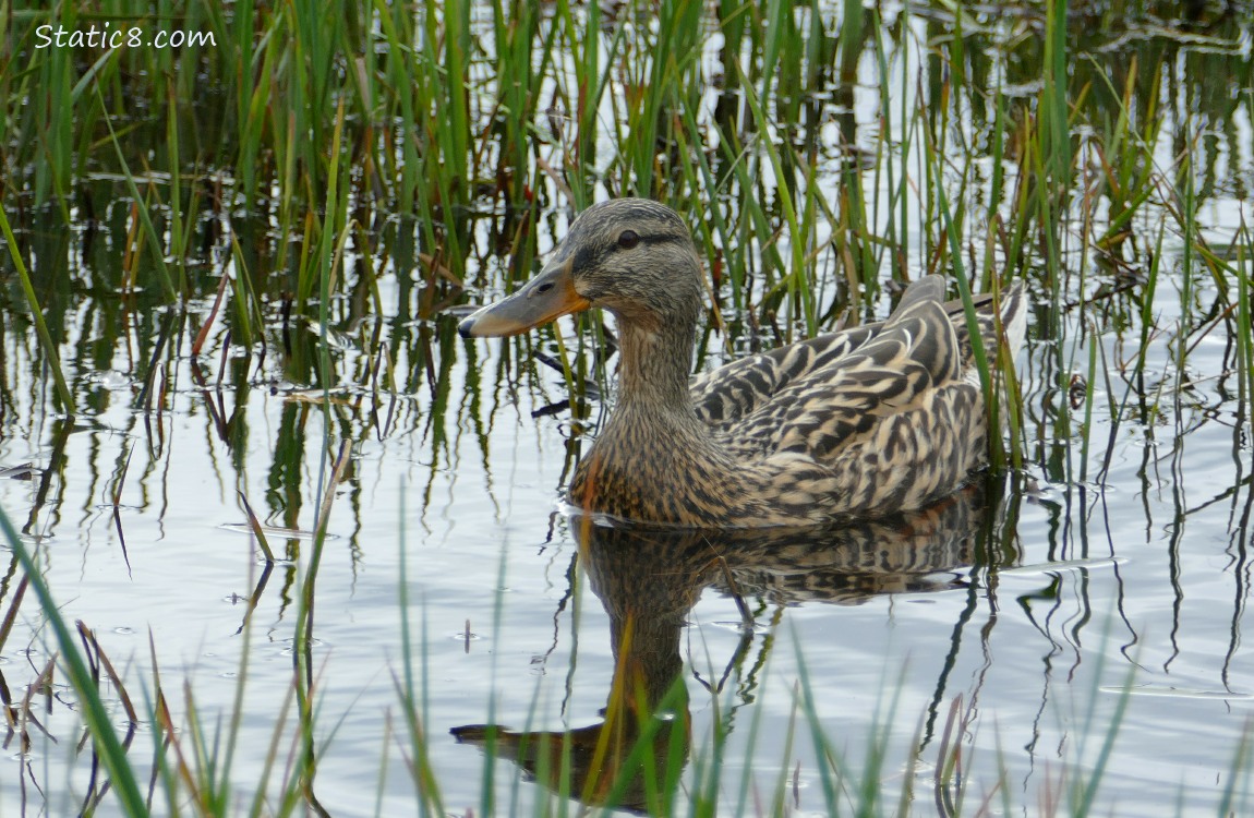 Female Mallard paddling on water surrounded by grass