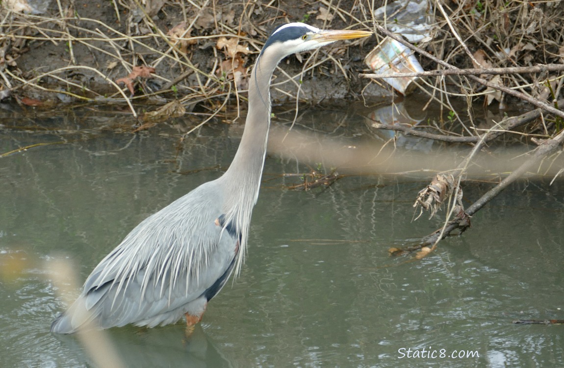 Great Blue Heron standing near the bank with litter