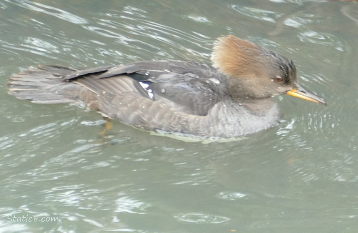 Female Hooded Merganser paddling on the water