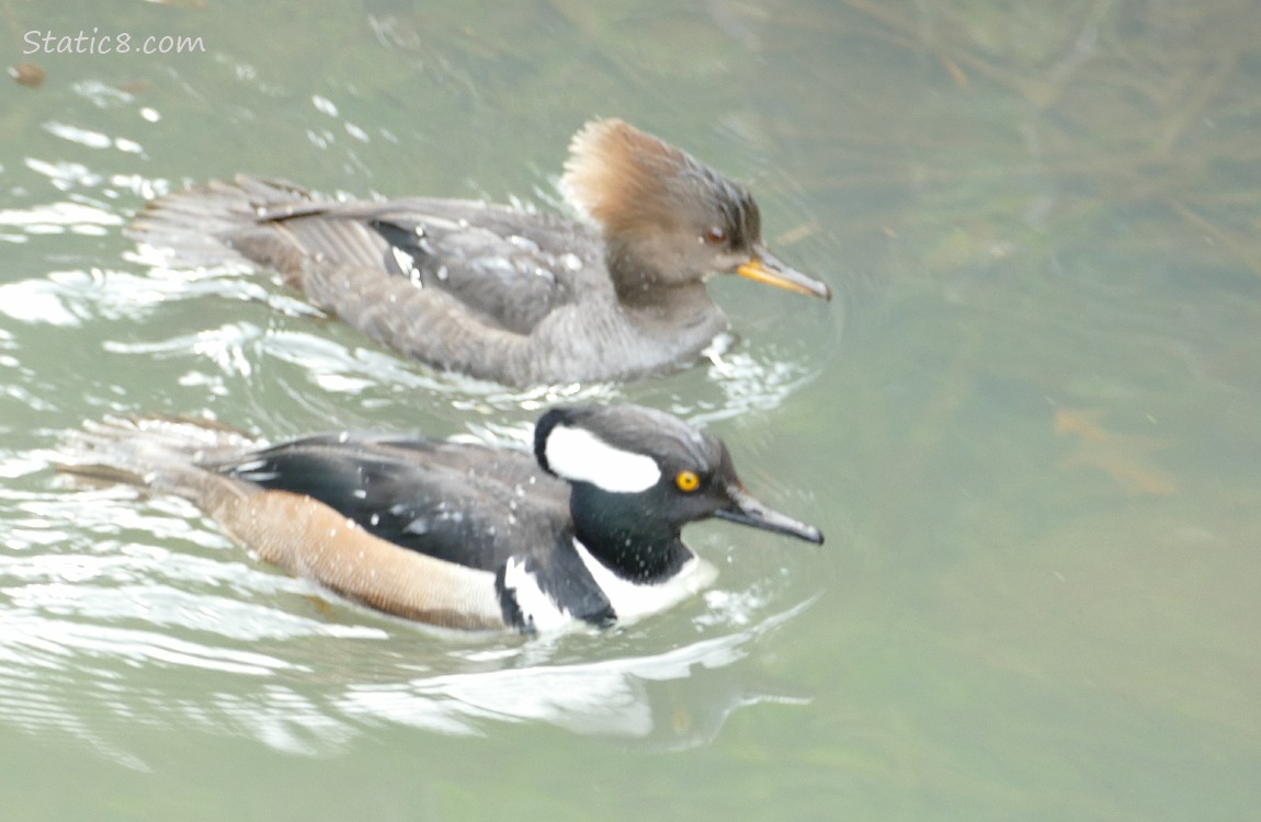 Hooded Merganser pair, paddling on the water next to each other