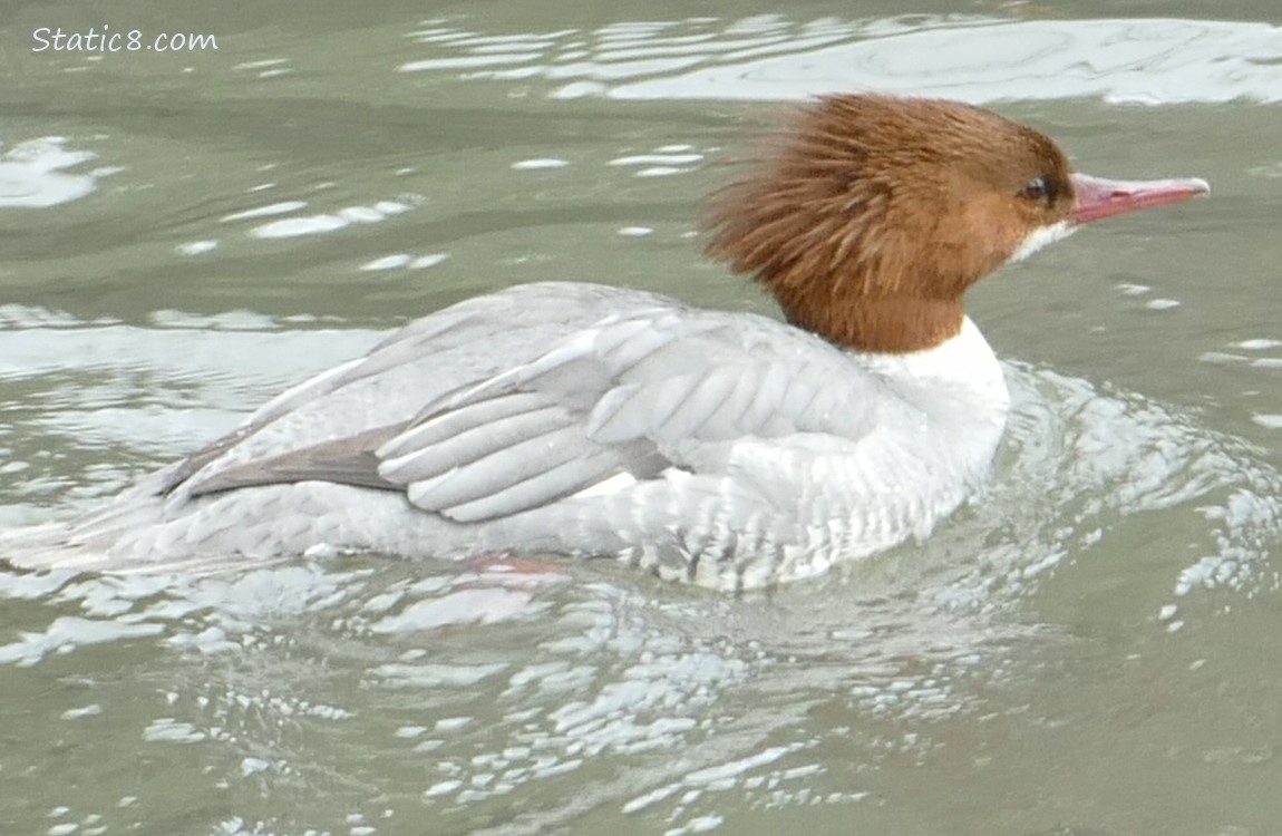 Female Common Merganser paddling on the water