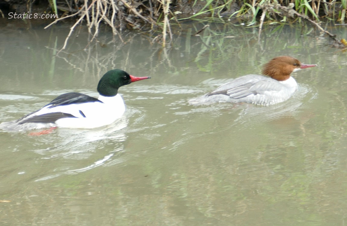 Common Merganser pair paddling on the water