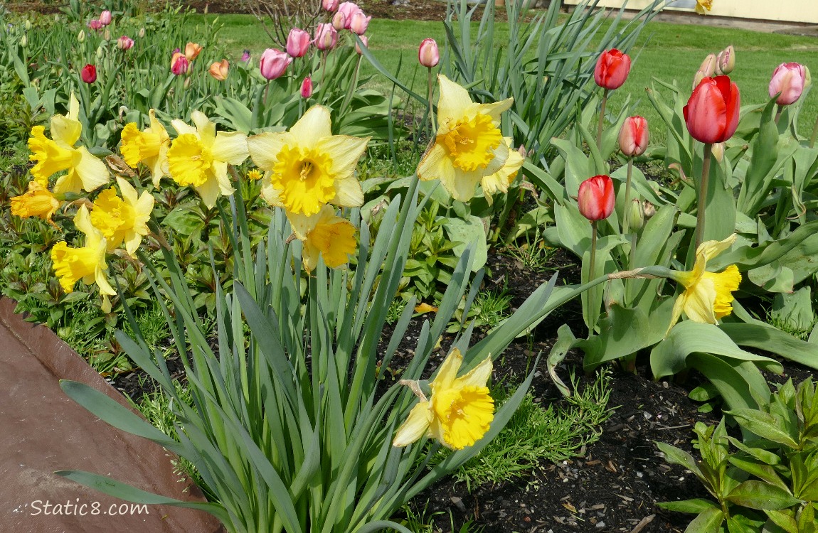 Daffodils and Tulips in a front yard