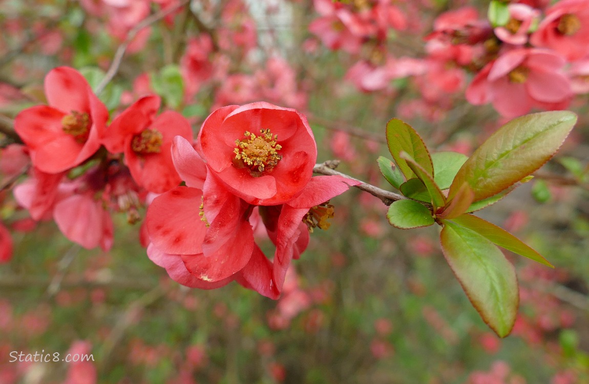 Flowering Quince blooms
