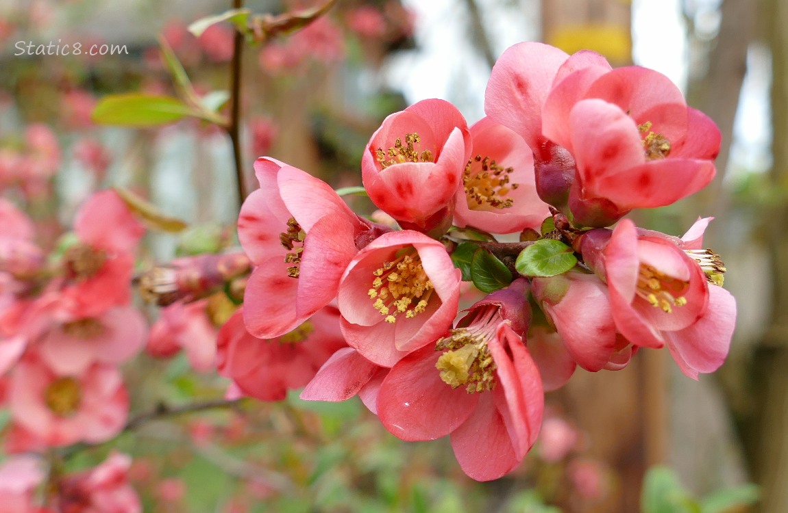 Flowering Quince blooms