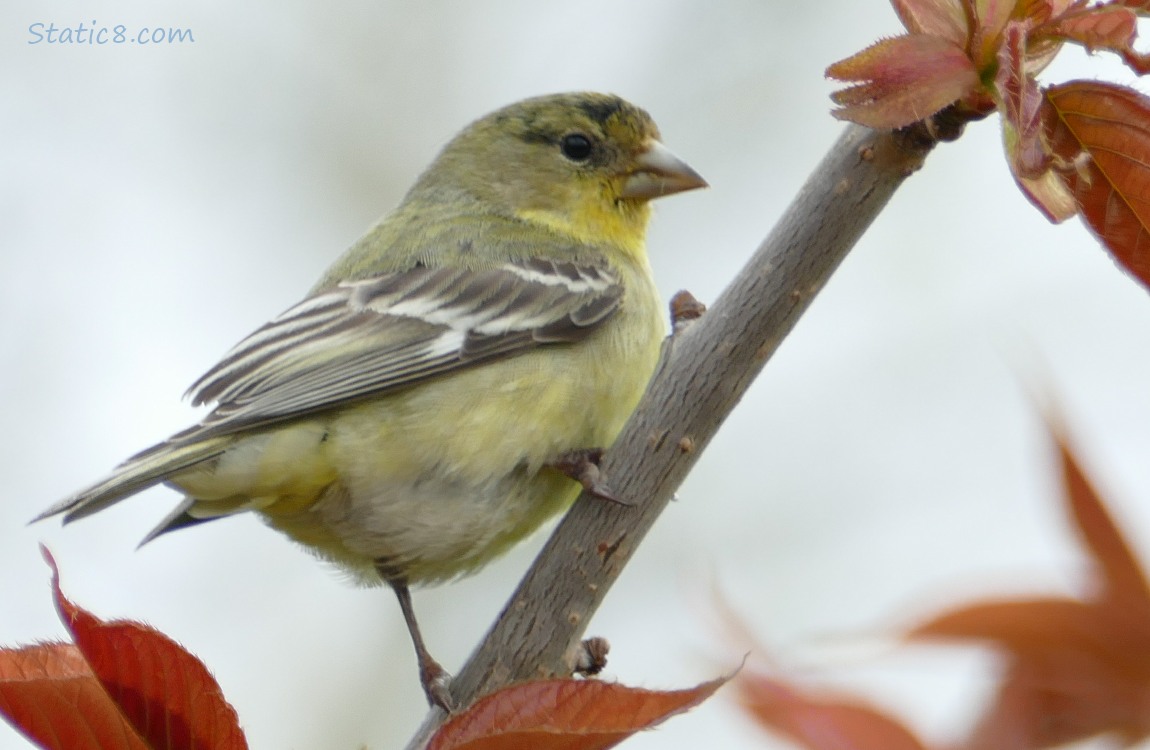 Lesser Goldfinch perched on a twig with leaves and grey sky