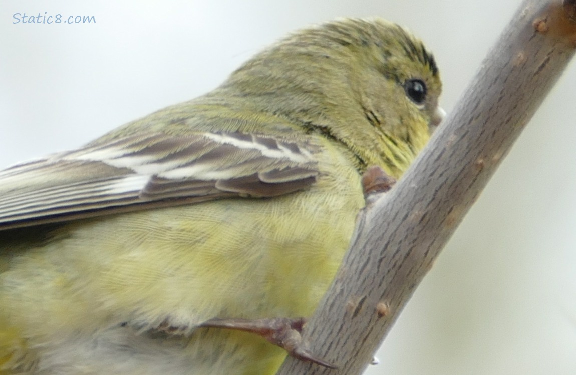 Closeup Lesser Goldfinch showing the pattern of feathers, her face is behind the twig 