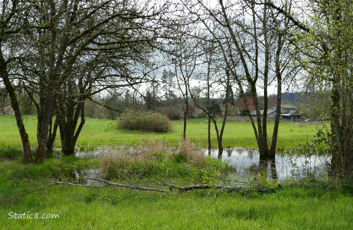 pond in the grass, under some trees