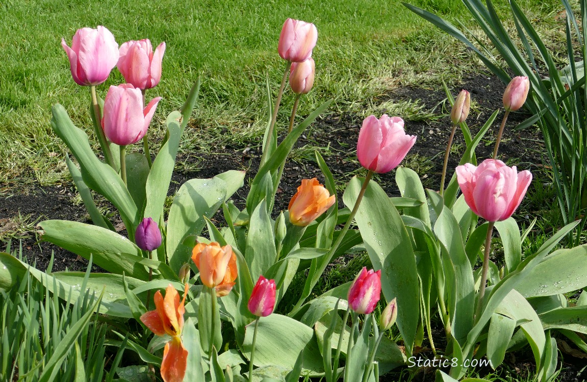 Pink and orange tulips blooming in front of grass