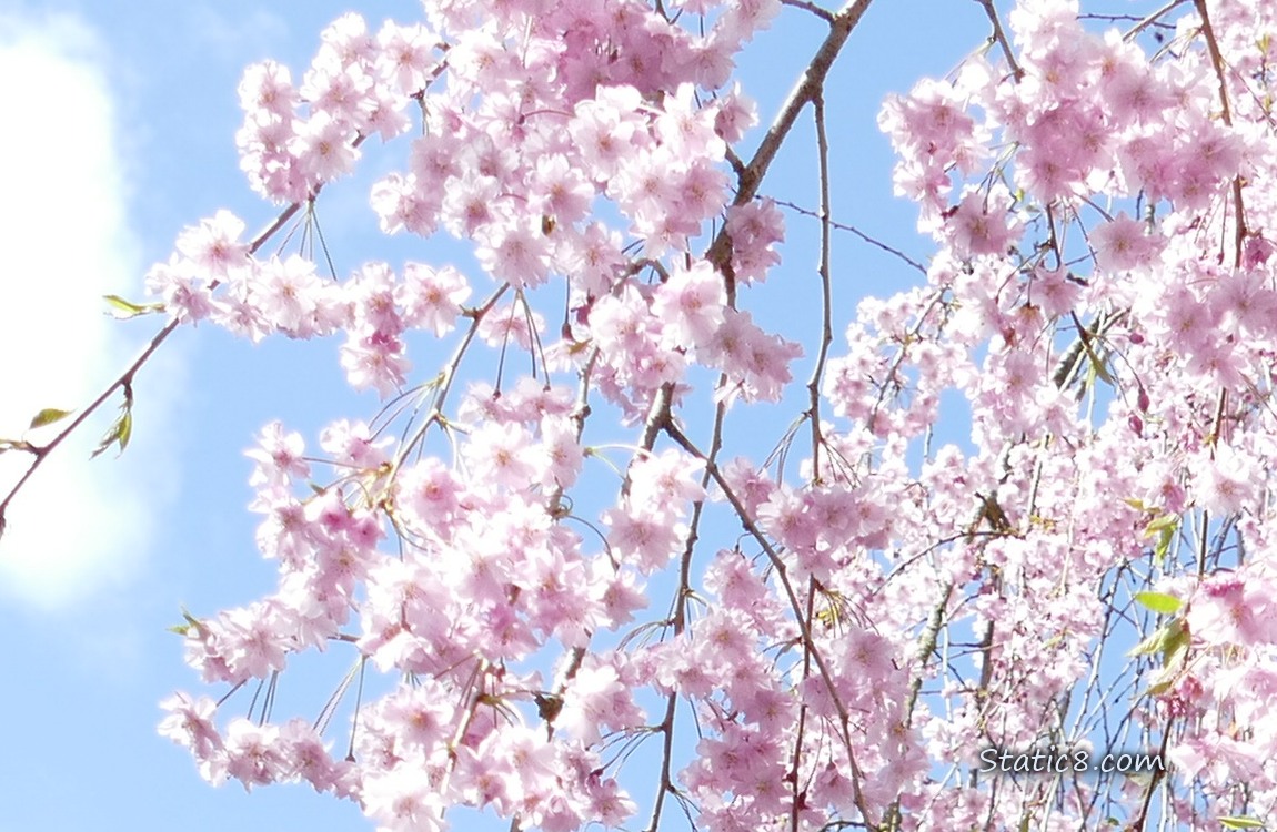 Cherry Blossoms in front of a blue sky