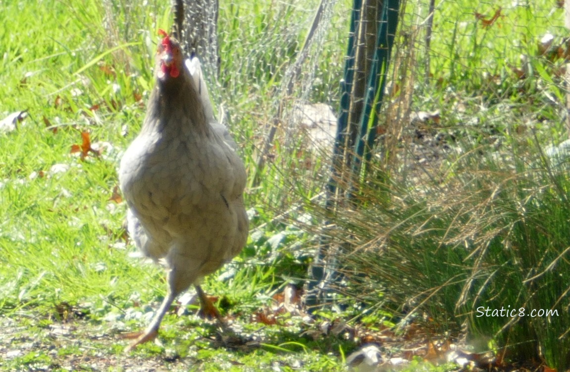Chicken walking in the grass
