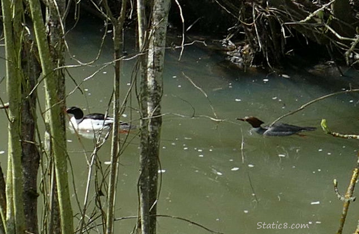 A pair of Common Mergansers paddling on the water behind many small tree trunks