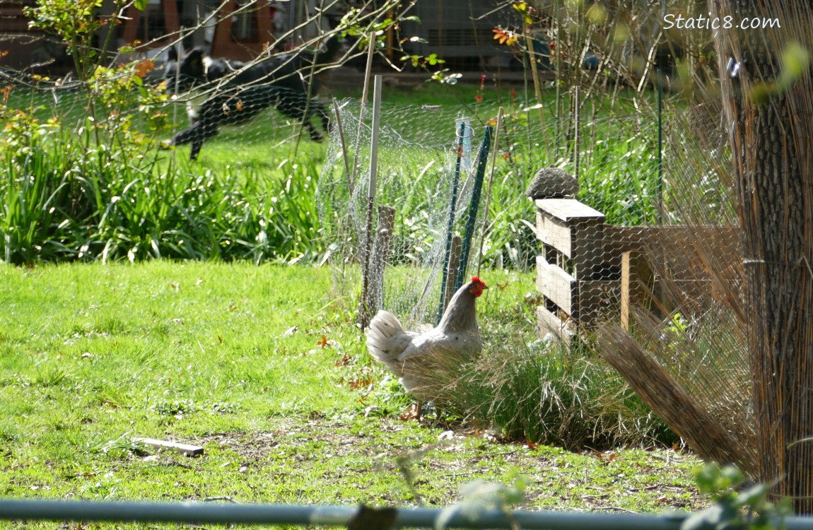 A Chicken standing on a lawn, with a dog running in the background