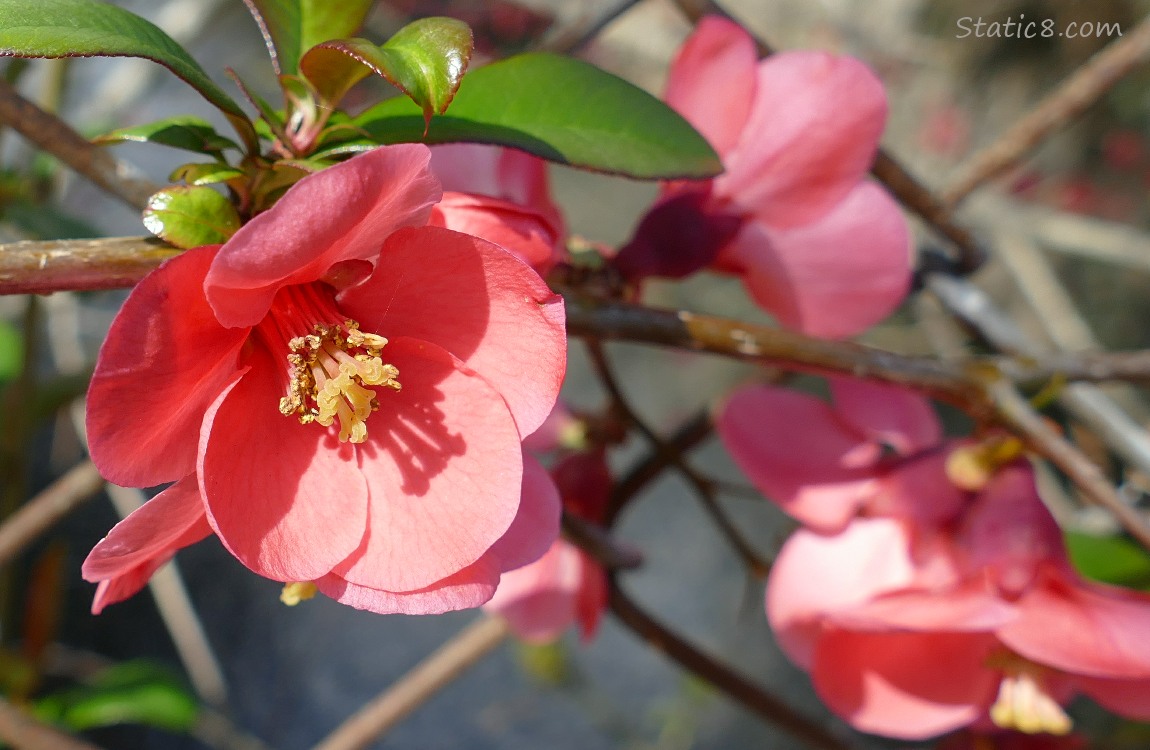 Flowering Quince blooms