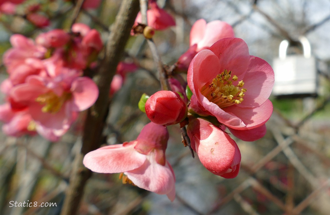 Flowering Quince blooms in front of a chain link fence with a padlock