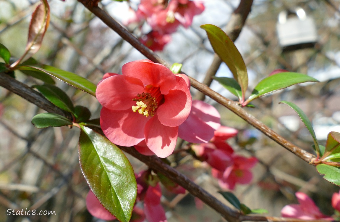 Flowering Quince blooms in front of a chain link fence with a padlock