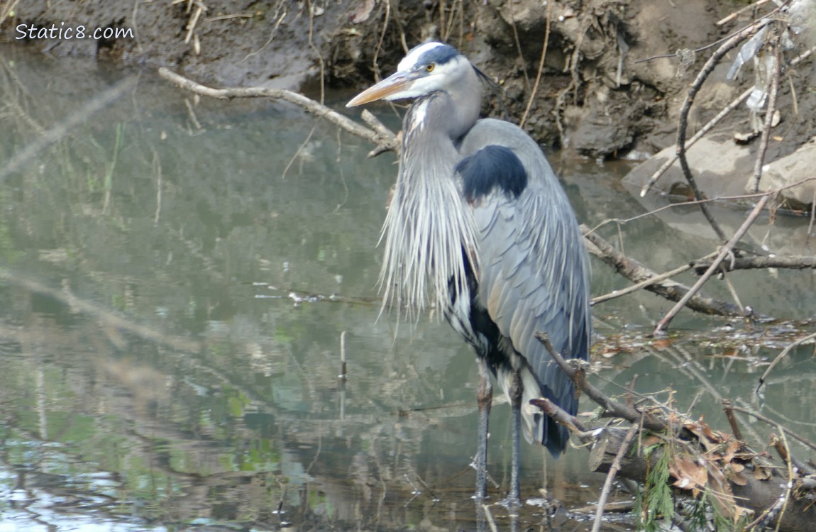 Great Blue Heron standing in shallow water