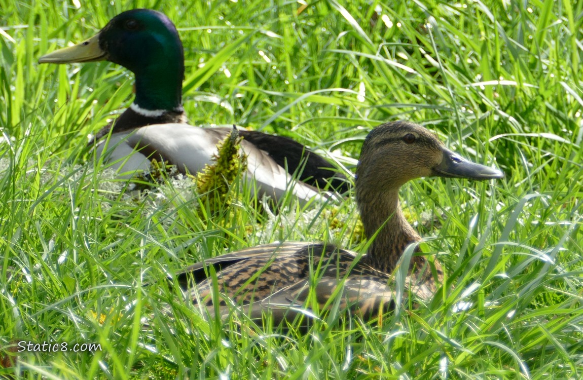 A male and female Mallard, sitting in the grass