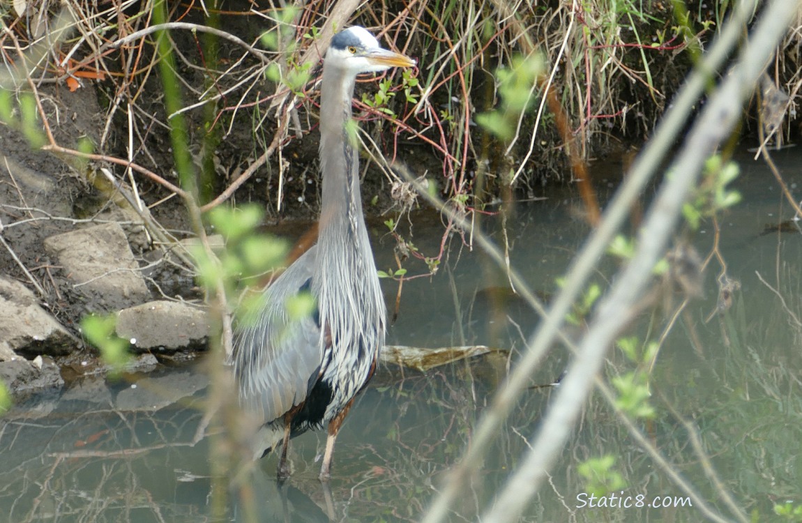 Great Blue Heron standing in water behind some sticks