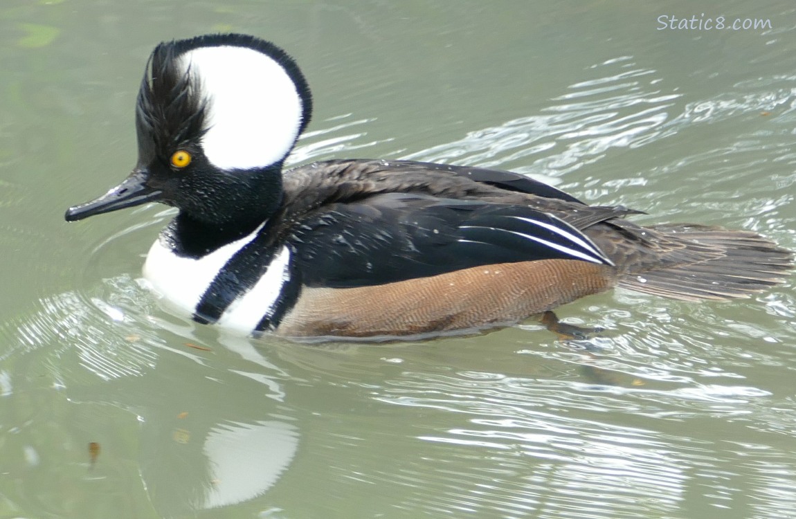 Male Hooded Merganser paddling on the water