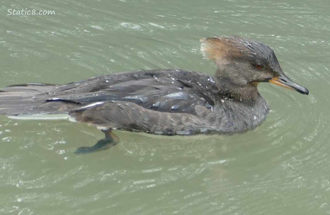 Female Hooded Merganser paddling on the water