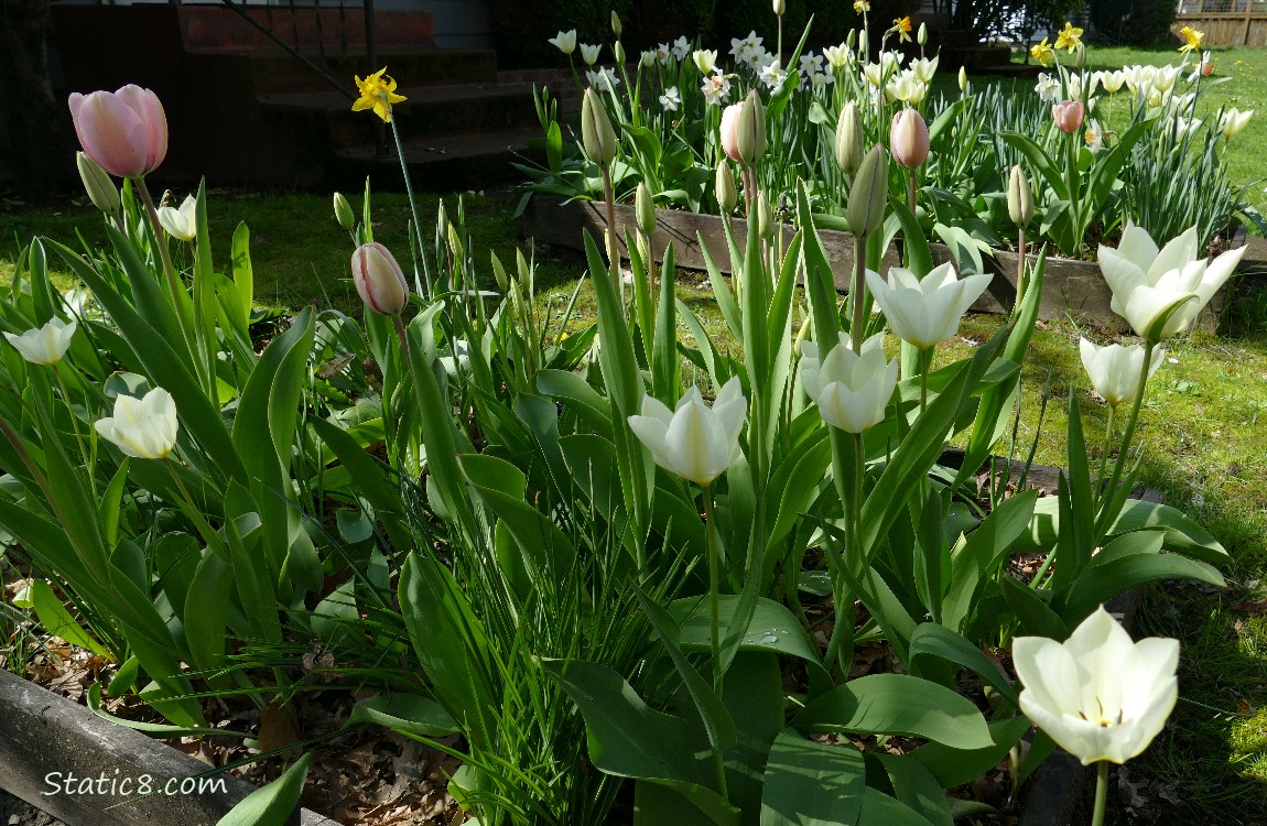 Flower beds filled with blooming Tulips in a yard