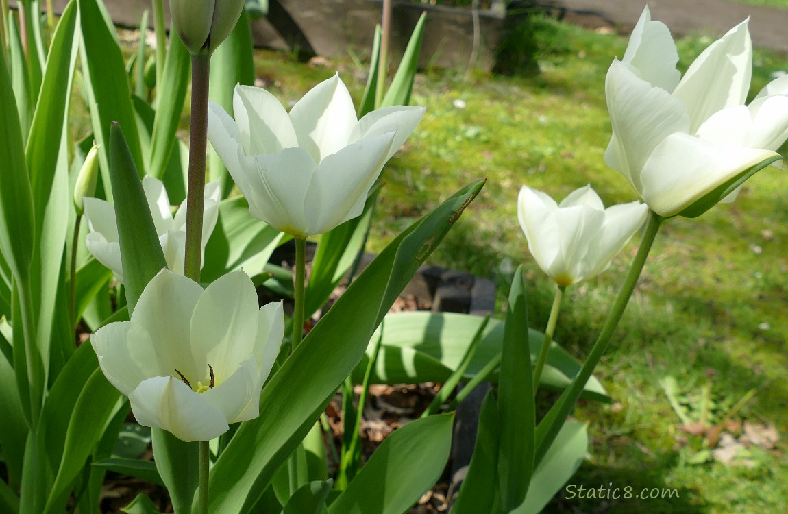 Four white Tulip blooms surrounded by leaves