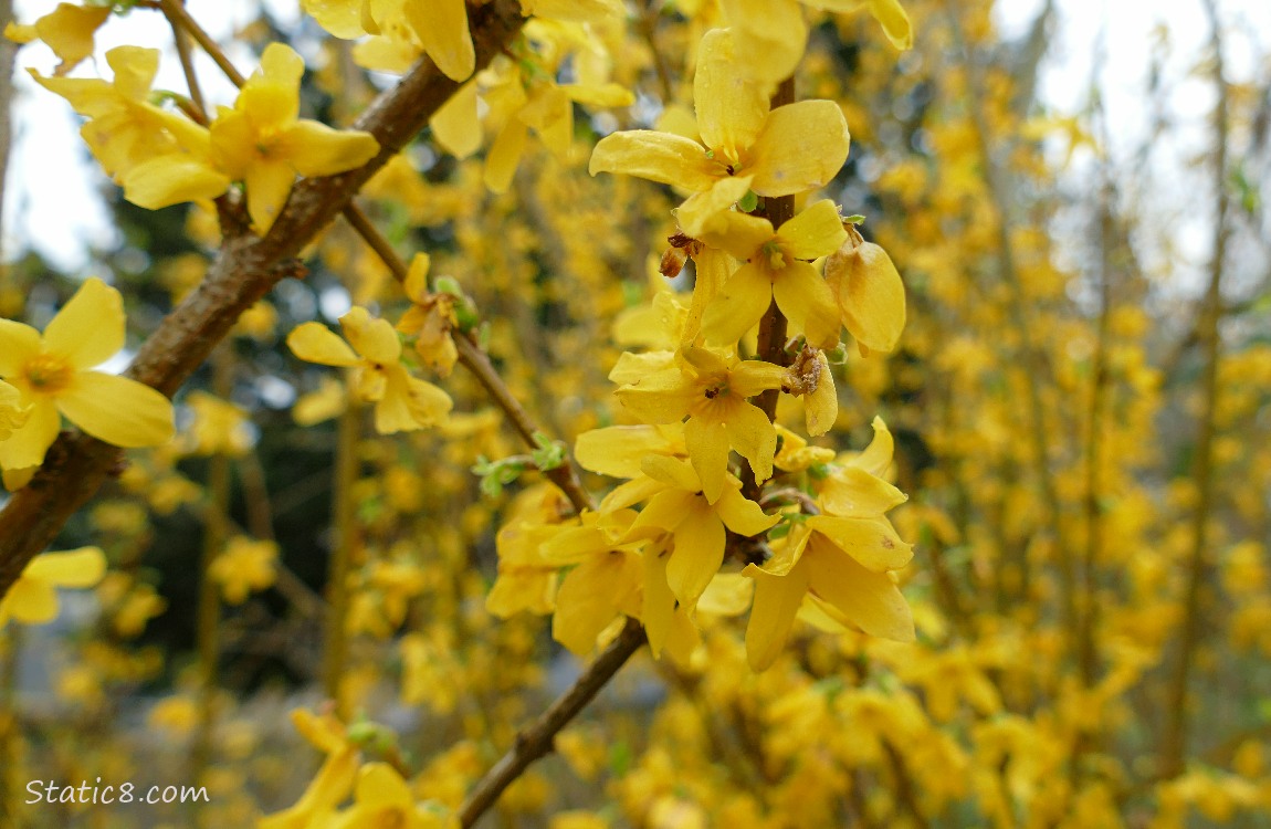 Forsythia blooms