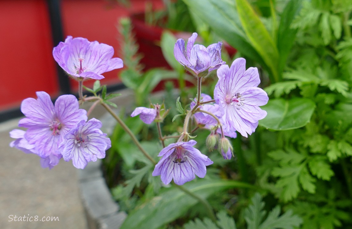 Purple blooms in a planter in front of a red wall