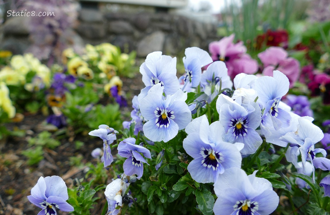 Light blue Pansy blooms with yellow blooms in the background