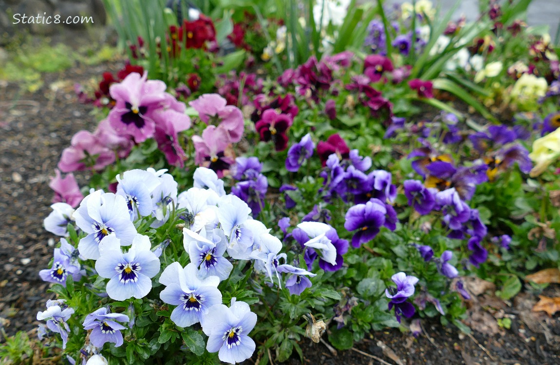 Many colours of Pansies blooming