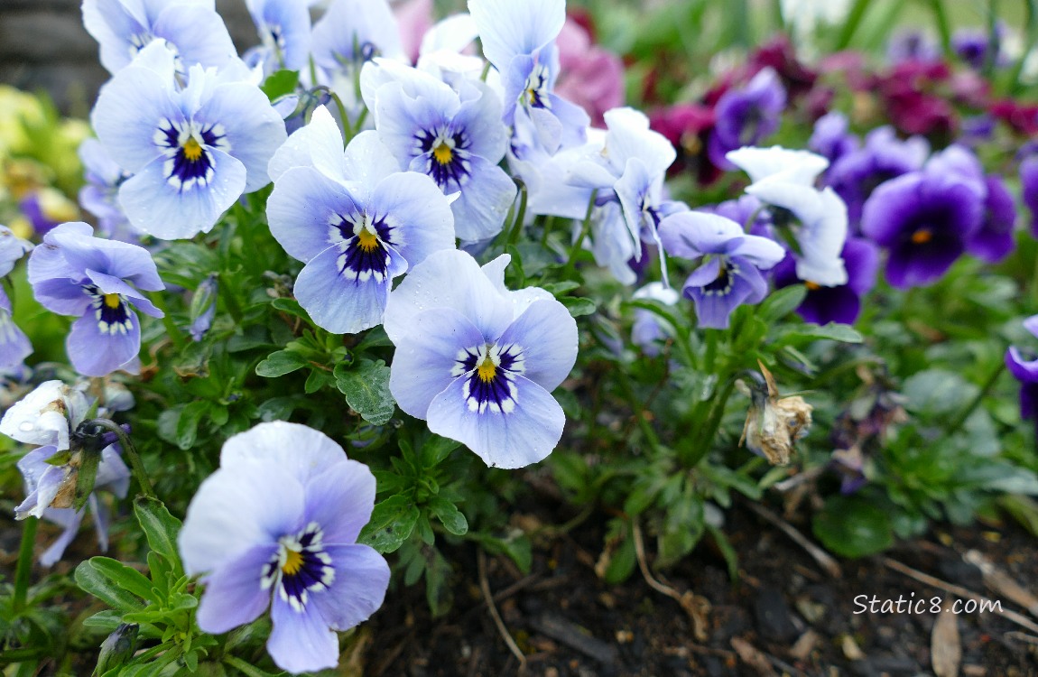 Light blue Pansy blooms