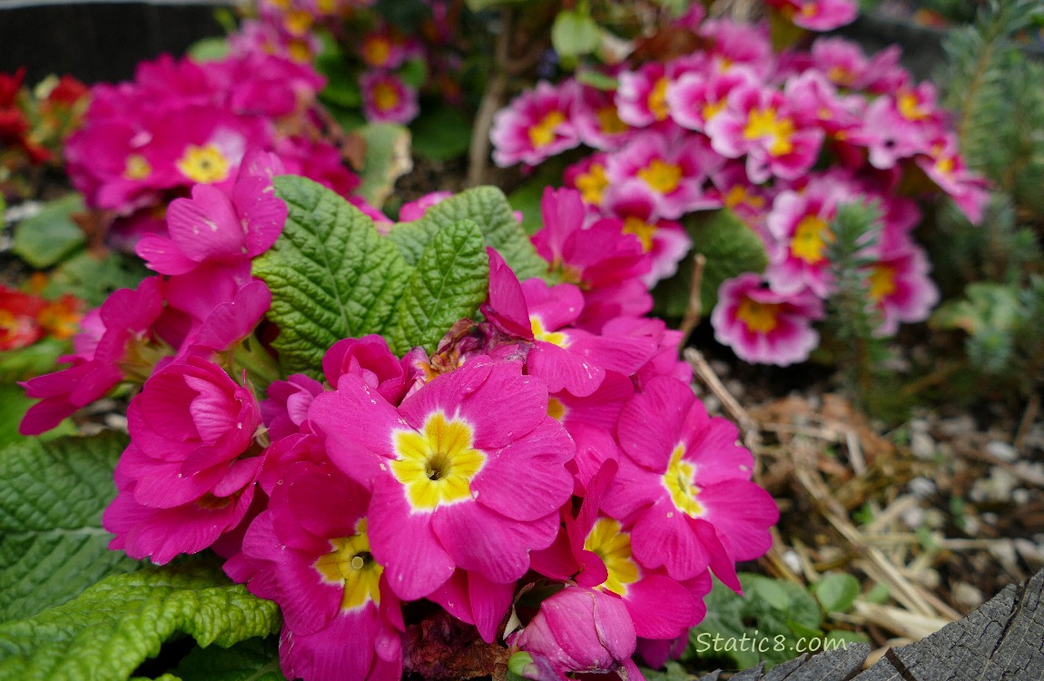 Bright pink Primrose blooms with green leaves