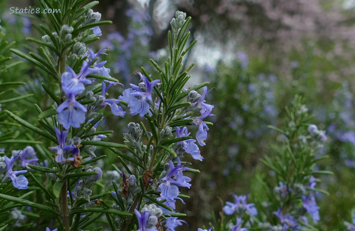 Rosemary blooms