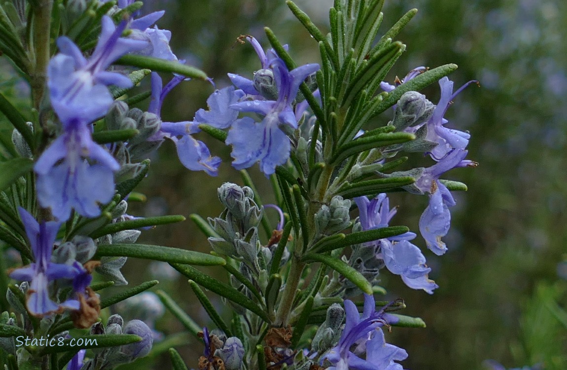 Close up of Rosemary blooms