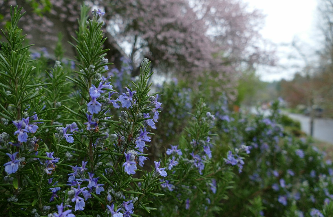 Rosemary blooms