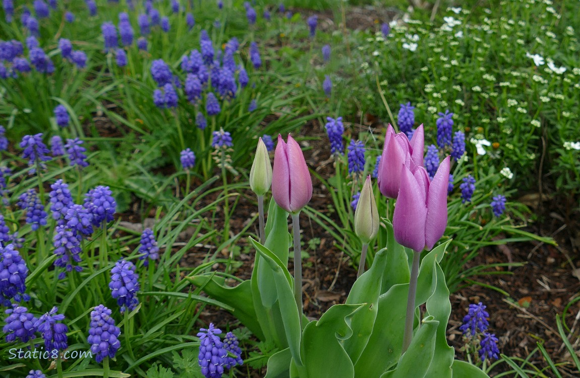 Red Violet Tulip blooms and Grape Hyacinth blooms