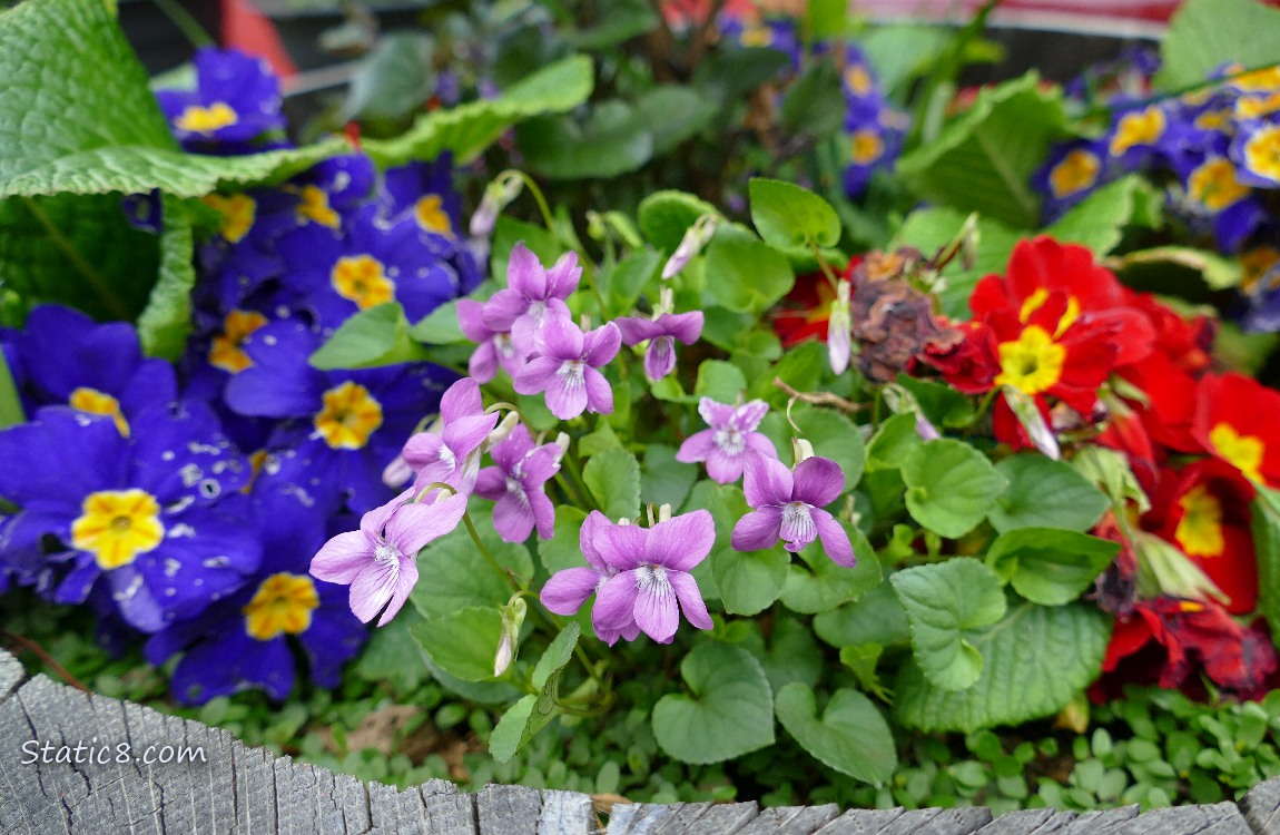 Blue and Red Primroses with light purple violets