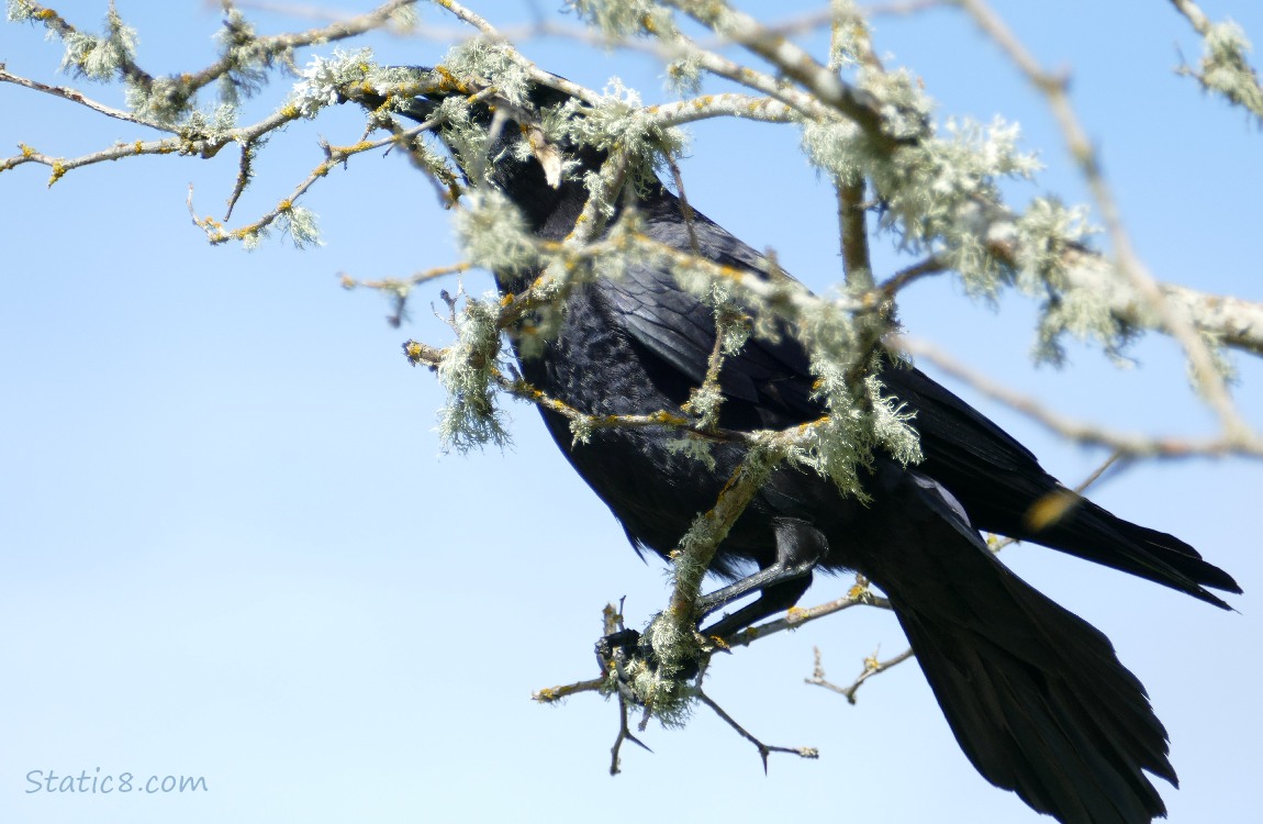 American Crow behind sticks